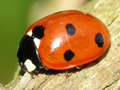 Coccinella septempunctata